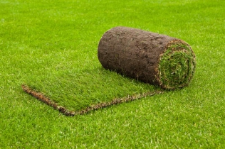 Trawniki z rolki - rozwiązanie idealne